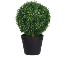 Load image into Gallery viewer, BUXUS BUSH IN POT
