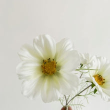 Load image into Gallery viewer, WHITE COSMOS SPRAY
