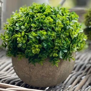 SMALL POTTED HEBE - TWO COLOURS AVAILABLE