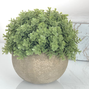 SMALL POTTED HEBE - TWO COLOURS AVAILABLE