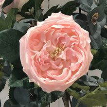Load image into Gallery viewer, PORTLAND PINK ROSE
