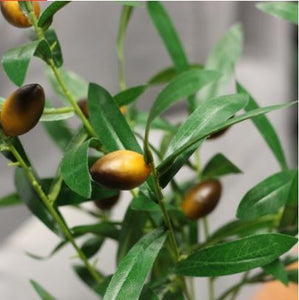 POTTED OLIVE TREE