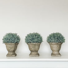 Load image into Gallery viewer, POTTED CYPRESS URN

